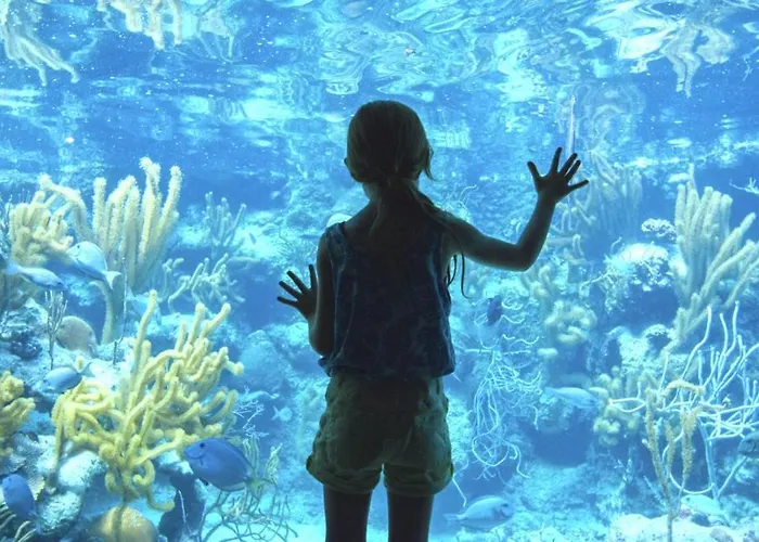 Resort Occidental At Xcaret Destination